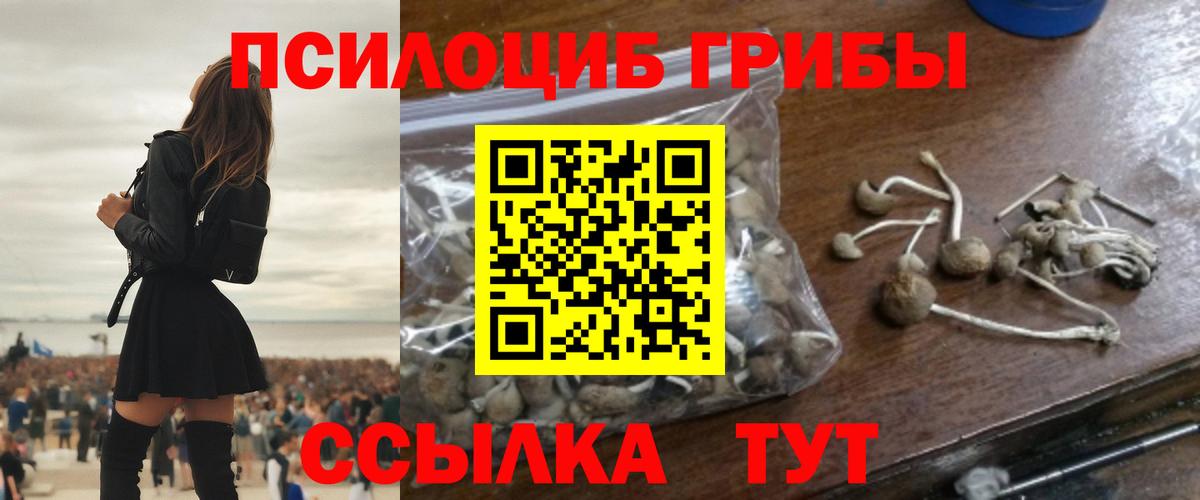 Псилоцибиновые грибы Psilocybe Ейск